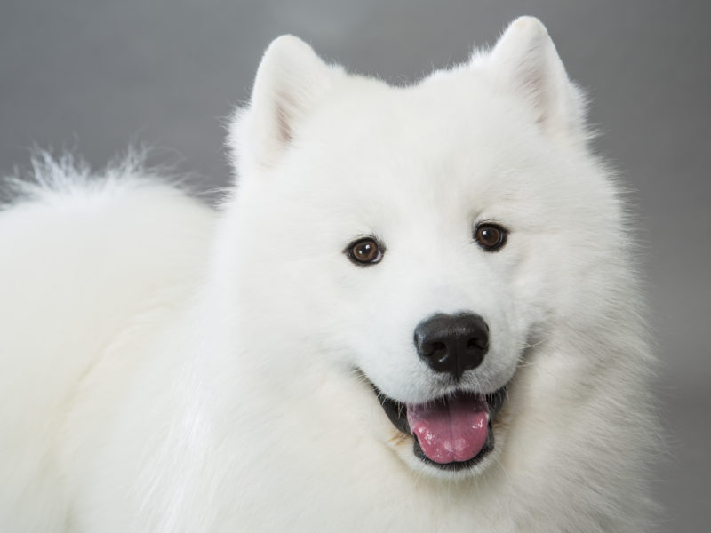 NEW YORK - OCT 23: A male Samoyed named Boka, owned by Heather Huffnagle 203-943-0583, for a portrait session October 23rd, 2014, in New York City. (Photo by Landon Nordeman), 2014, in New York City. (Photo by Landon Nordeman)
Samoyed