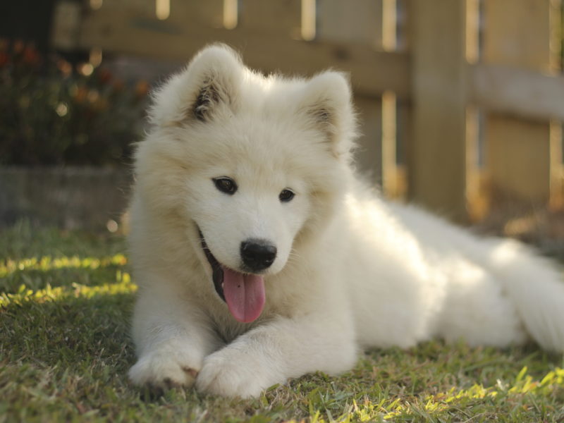 Samoyed Puppy Lying on Grass
Stock photo #515865991
Puppy
Puppies
Approved by Susan Sprung August 2018.
Approved by Susan Sprung August 2018.