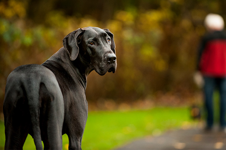 Great Dane looking back over his shoulder outdoors at the park in the fall.