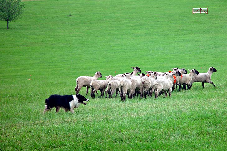 Border Collie herding a flock of sheep around the field.