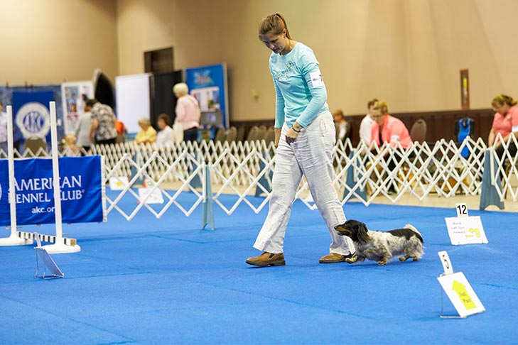 2018 AKC Rally National Championship at the Roberts Center, Wilmington, OH.