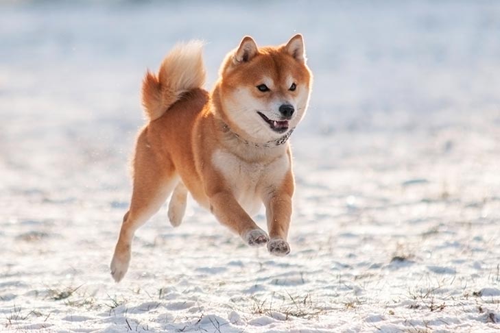 Shiba Inu running in the snow in the winter.